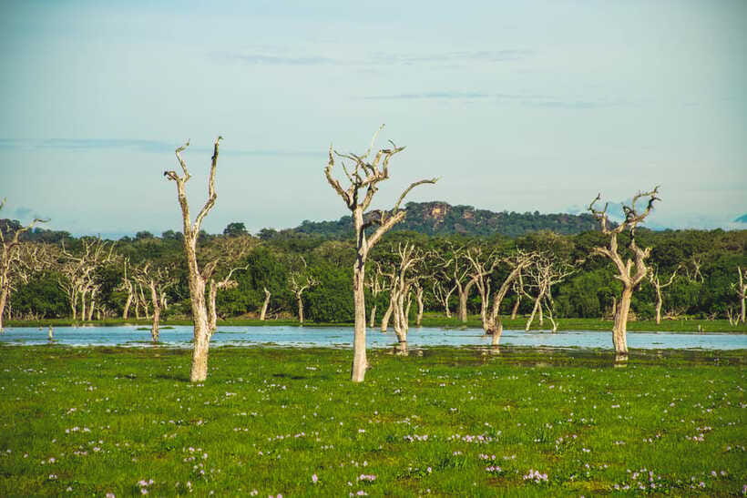 Yala National Park: Leopard Safari Half/Full-Day Safari - The Leopard Question: How to Set Expectations Without Feeling Cheated