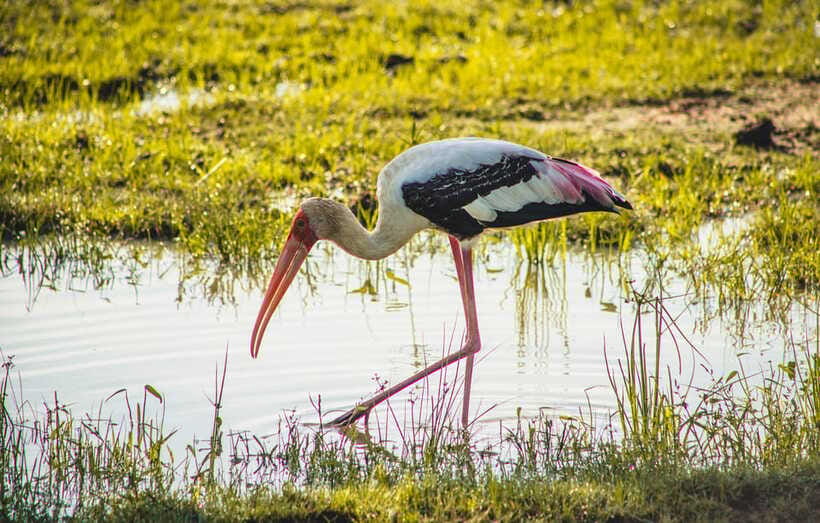 Yala National Park: Leopard Safari Half/Full-Day Safari - Best Fit: Who Should Book This Safari (and Who Should Skip)