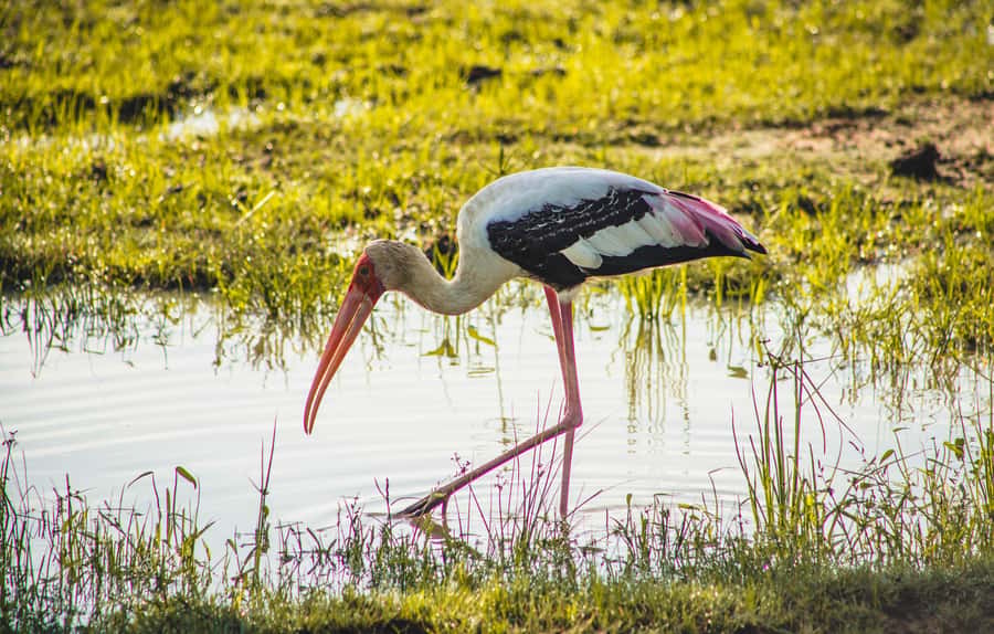 Yala National Park: Leopard Safari Half/Full-Day Safari - Morning vs Afternoon: Which Game Drive Window Fits You