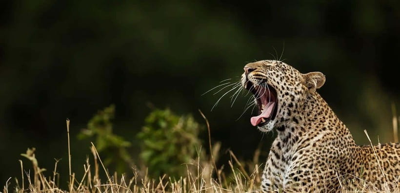 Yala National Park: Leopard Safari Tour with Park Tickets - Key highlights you’ll care about
