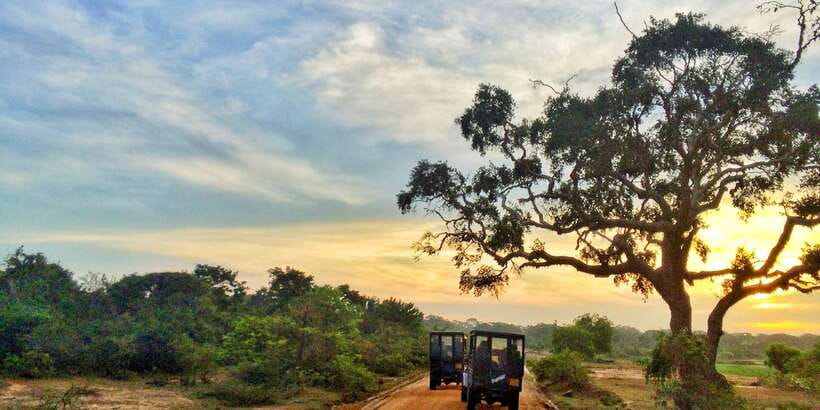 Yala National Park: Morning or Afternoon Golden Hour Safari - Afternoon Golden Hour: 2pm to Sunset Before the Park Closes at 6pm