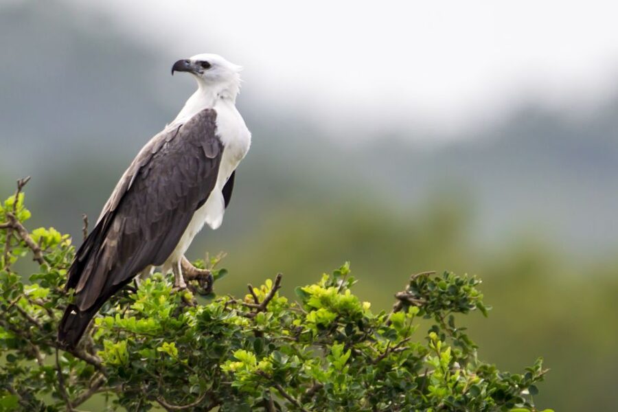 Yala National Park: Morning or Afternoon Golden Hour Safari - What You’ll Actually Drive Through: Forest Patchwork and Lagoon Zones