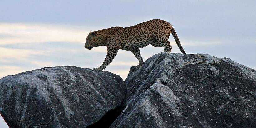 Yala National Park: Morning or Afternoon Golden Hour Safari - Your Guide Makes the Difference: Spotting Skills from Dilan to Tikiri