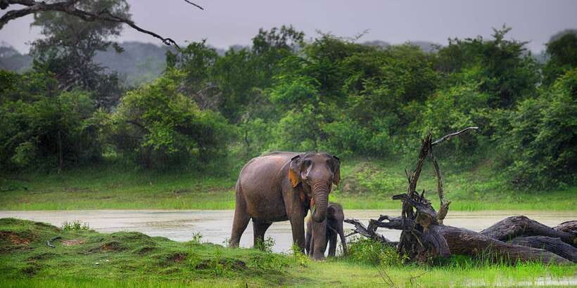 Yala National Park: Morning or Afternoon Golden Hour Safari - Price and Value: $10 Safari, Then Yala Entrance Cash