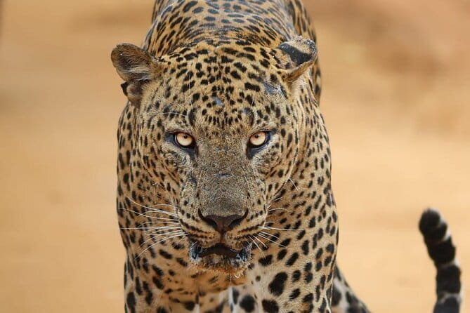 Yala National Park Morning or Afternoon Leopard Safari - Key things that make this Yala leopard safari different