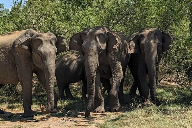 Yala National Park Morning or Afternoon Leopard Safari - How Yala’s leopard safari really works in real life