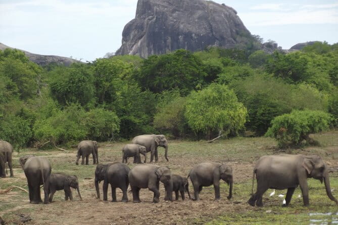 Yala National Park Morning or Afternoon Leopard Safari - Spotting odds: how to improve your chances without losing your mind