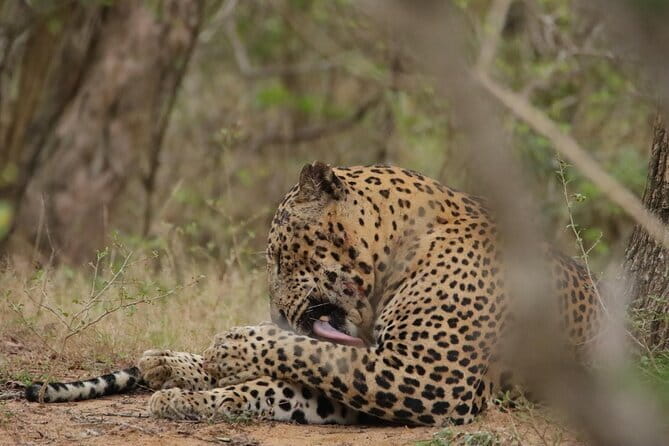 Yala National Park Morning or Afternoon Leopard Safari - The 4x4 jeep and pickup: where the value is felt