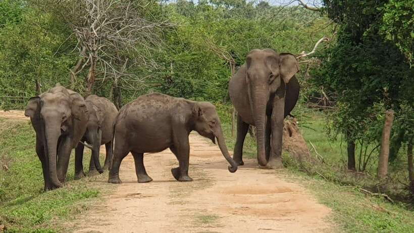 Yala National Park: Morning or Afternoon Safari ( 5 h ) - Quick hit checklist