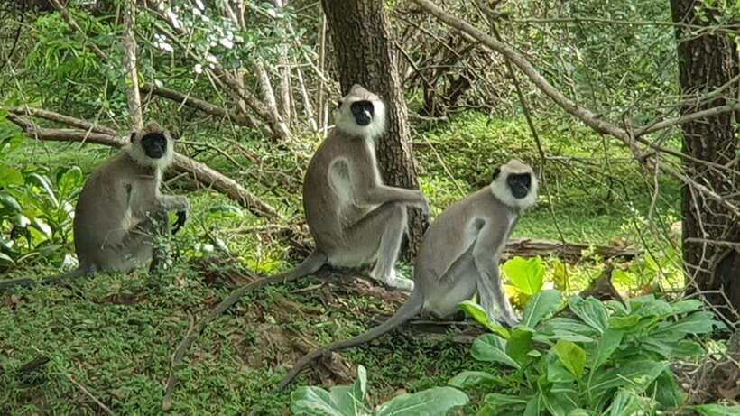 Yala National Park: Morning or Afternoon Safari ( 5 h ) - Responsible safari behavior: the small things that change the whole day