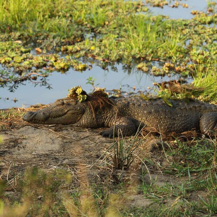 Yala National Park: Morning or Afternoon Safari ( 5 h ) - Yala in 5 hours: morning vs afternoon safari reality check