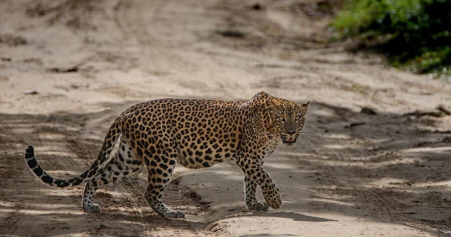 Yala National Park: Morning or Afternoon Safari ( 5 h ) - What the guide actually does (and what you should look for)