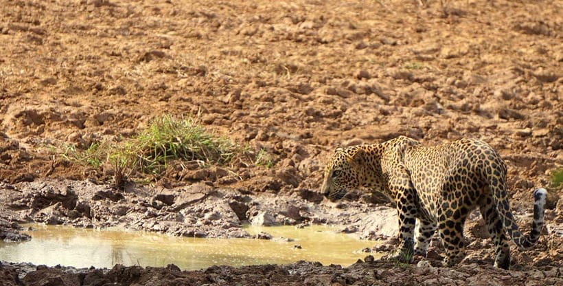Yala National Park: Morning or Afternoon Safari ( 5 h ) - Comfort, water, and what to pack for an actual safari