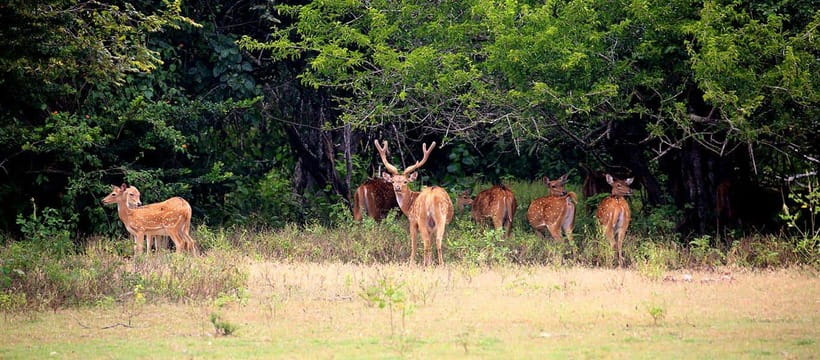 Yala National Park: Morning or Afternoon Safari ( 5 h ) - Price vs. the real cost: $11 plus the park entry ticket