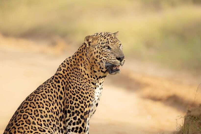 Yala National Park: Morning or Afternoon Safari ( 5 h ) - Where this safari fits best (and who should skip it)