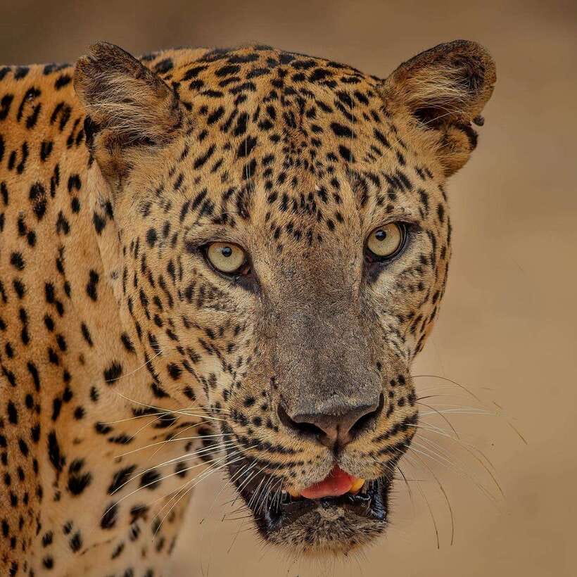 Yala National Park: Morning or Afternoon Safari ( 5 h ) - Pickup towns and your 4x4 ride: what the schedule means for you