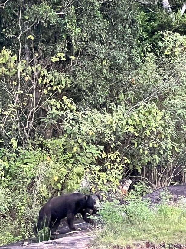 Yala National Park: Morning or Afternoon Safari Tour (5 h) - Quick hits before you go