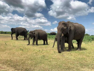 Yala National Park: Morning or Afternoon Safari Tour (5 h) - Pickup towns, total timing, and why the 4x4 matters