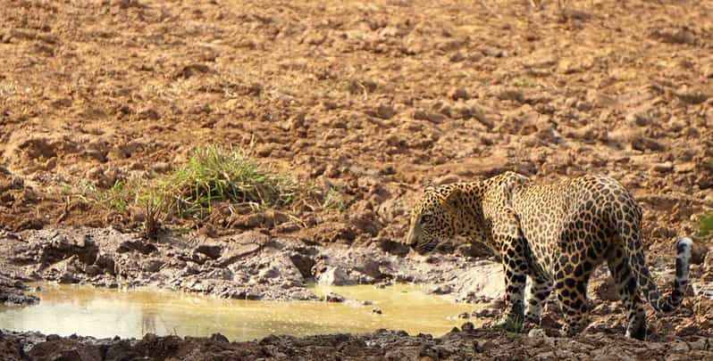 Yala National Park: Morning or Afternoon Safari Tour (5 h) - Price and value: what $16 buys you (and what it doesn’t)
