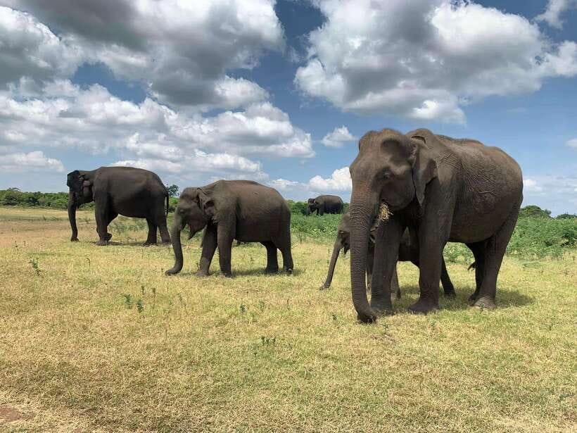Yala National Park: Morning or Afternoon Safari Tour (5 h) - Pickup towns, total timing, and why the 4x4 matters