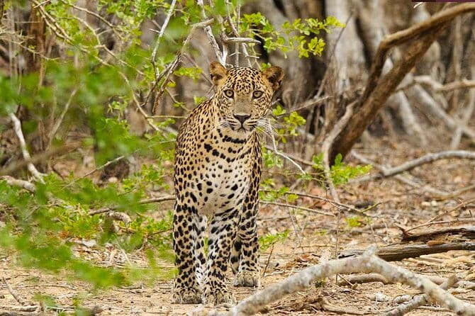 Yala National Park Private Jeep Safari From Colombo & Negombo - From Colombo or Negombo to Tissamaharama: the long drive that sets the mood