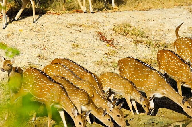 Yala National Park Private Jeep Safari From Colombo & Negombo - The animals you’re really hoping for (and what’s possible)