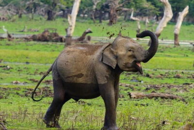 Yala National Park Private Jeep Safari From Colombo & Negombo - Two safari stretches inside Yala National Park