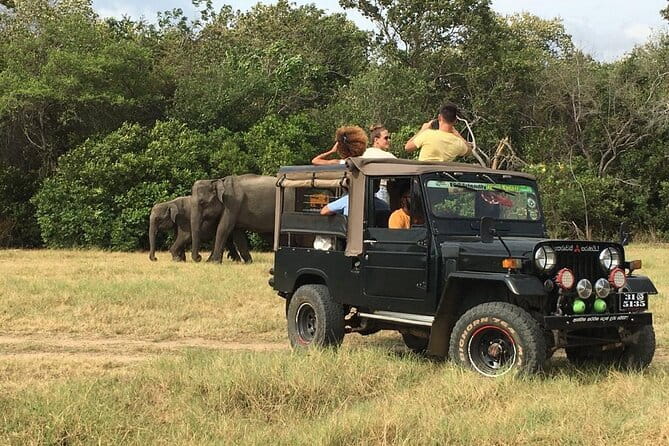 Yala National Park Private Jeep Safari From Colombo & Negombo - Why the tracker and driver partnership matters in Yala