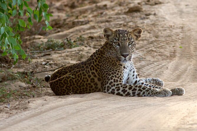 Yala National Park Private Safari - Key highlights worth knowing