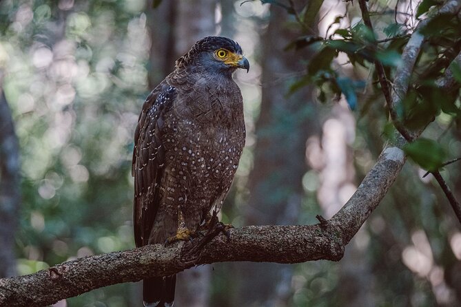 Yala National Park Private Safari - Timing at the gate: Dawn (5:30 am) vs Dusk (2:30 pm)