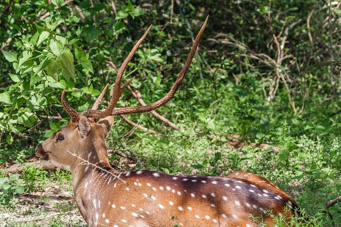 Yala National Park Private Safari - What you can realistically see: Leopards, elephants, and the rest of the cast