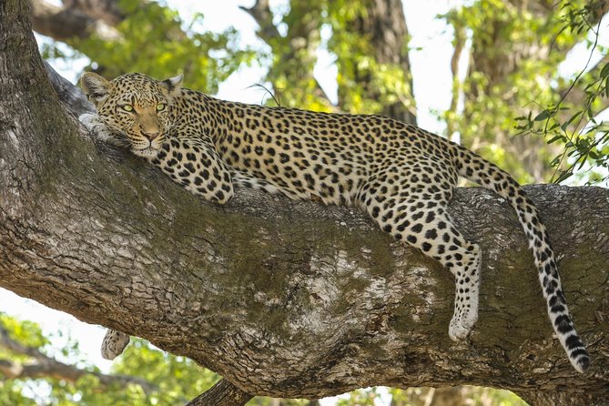 Yala National Park Private Safari - Why a private guide matters more than you think