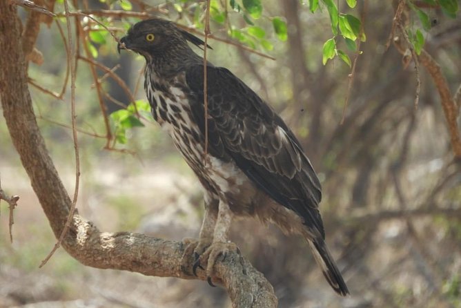 Yala National Park Private Safari - Duration and pace: how long you’ll be in Yala