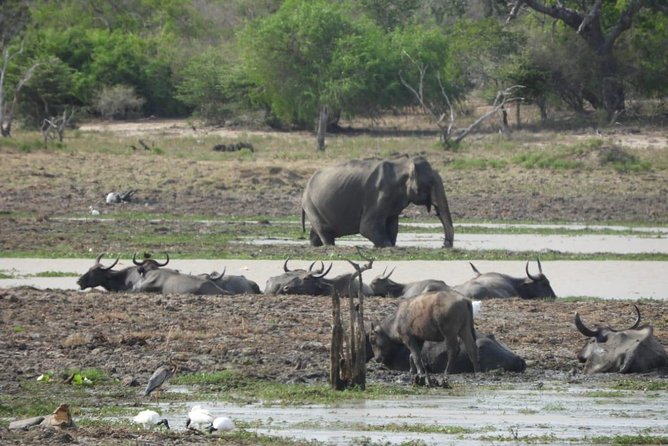 Yala National Park | Private Safari - Should You Book This Private Safari in Yala?