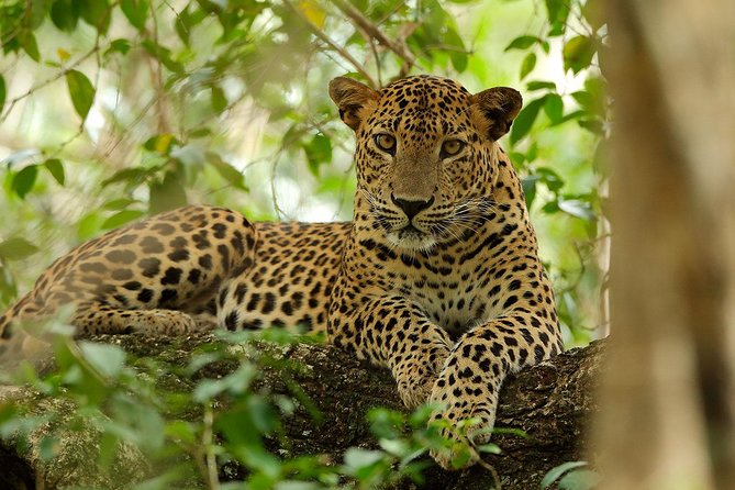 Yala National Park Private Safari (All Inclusive) From Mirissa - Price and What You’re Really Paying For