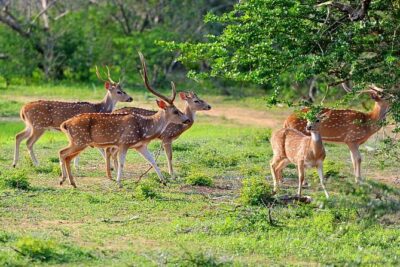 Yala National Park Private Safari (All Inclusive) From Mirissa - The Wildlife Targets: What You Can Reasonably Expect
