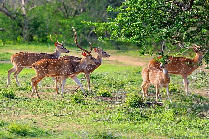 Yala National Park Private Safari (All Inclusive) From Mirissa - The Wildlife Targets: What You Can Reasonably Expect