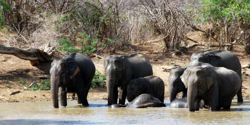 Yala National Park: Private Safari Day Trip with Lunch - Key Things You’ll Appreciate on This Yala Private Safari
