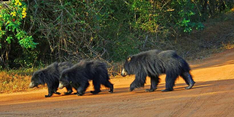 Yala National Park: Private Safari Day Trip with Lunch - How Yala’s Morning and Evening Safari Affects Your Chances