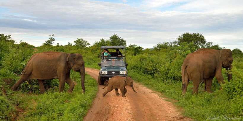 Yala National Park: Private Safari Day Trip with Lunch - The 4-Hour Jeep Safari Inside Yala: What You’re Really Buying