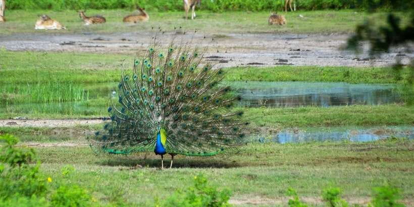Yala National Park: Private Safari Day Trip with Lunch - Price and Value: Why $130 Can Make Sense