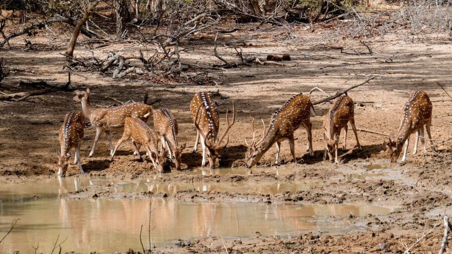 Yala National Park: Private Safari Day Trip with Lunch - Who This Private Yala Trip Is Best For
