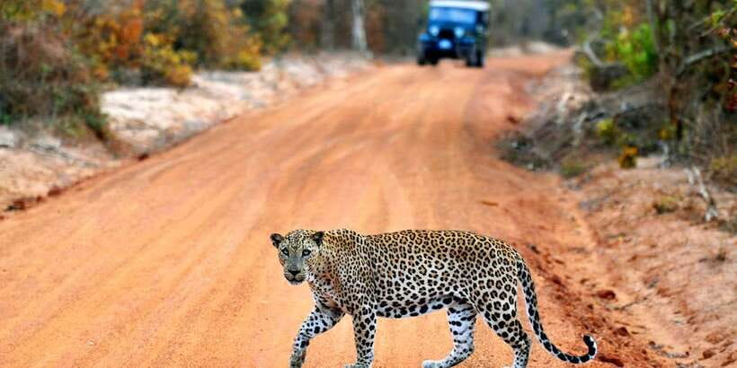 Yala National Park: Private Safari Day Trip with Lunch - Private Pickup from Coastal Sri Lanka: The Real Value of Door-to-Door