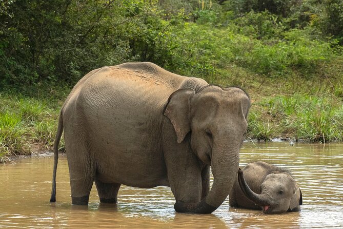 Yala National Park Private Safari Tour - Key Highlights You’ll Care About