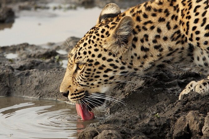 Yala National Park Private Safari Tour - Yala National Park at a Glance: why this safari feels different