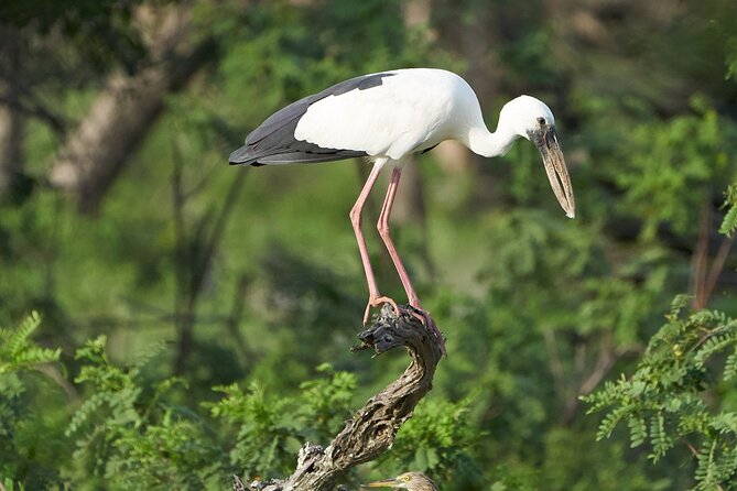Yala National Park Private Safari Tour - Stop 1: Yala National Park—what you’ll realistically be looking for