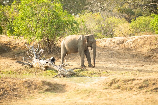 Yala National Park Private Safari Tour - Comfort details that actually matter: bottled water, Wi‑Fi, and A/C
