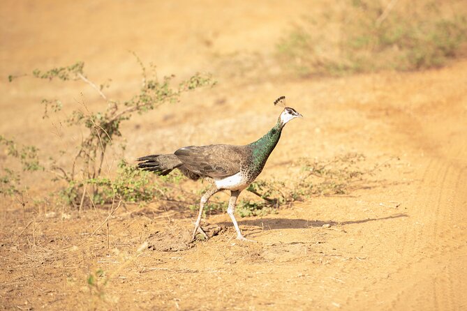 Yala National Park Private Safari Tour - Private 4x4 and off-road routing: what changes from a shared safari
