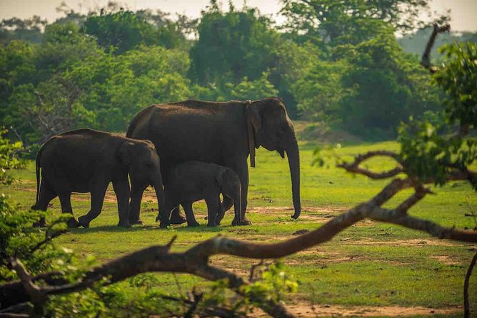 Yala National Park Private Safari trip from Galle/Unawatuna/Mirissa - Key things to know before you go
