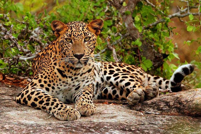 Yala National Park Private Safari trip from Galle/Unawatuna/Mirissa - Why a Private Yala Safari from Galle is such a practical move